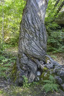 European Nature Escapes Imprime: Twisted tree trunk, Gres d'Annot sandstone labyrinth hike