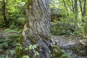 European Nature Escapes Imprime: Twisted tree trunk, Gres d'Annot sandstone labyrinth hike