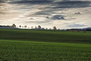 Hilly Countryside Photography Imprime: Undulating landscape with fields