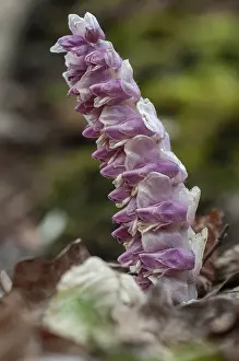 Common Toothwort Imprime: Upright scale root, brown root