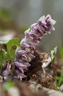 Common Toothwort Imprime: Upright scale root, brown root
