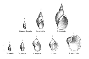Historical Animal Depictions Imprime: Various forms of the genus Limnaea