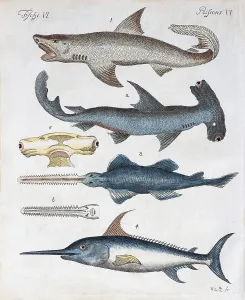 Hand Coloured Copper Engraving Imprime: Various predatory fish, hand coloured copper engraving from Friedrich Justin Bertuch picture book for children