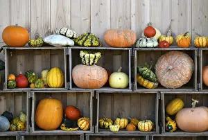 Decorative Pumpkins Imprime: Various pumpkins exhibited in boxes