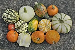 Vegetarian Grocery List Imprime: Various squashes on a slab