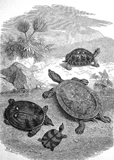 Impresión enmarcada : Varias tortugas en la playa de Java alrededor de 1880.