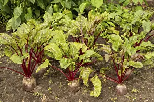 Imágenes fechadas el 7 de agosto de 2024: Jardín de verduras con hileras de remolacha.