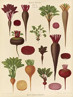 Historical Vegetables Imprime: Vegetables, beetroot and turnips
