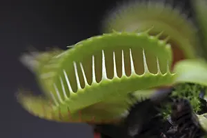 Carnivorous Plant Imprime: Venus Flytrap (Dionaea muscipula)