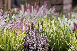 Springtime Floral Arrangements Imprime: A vibrant array of heather plants