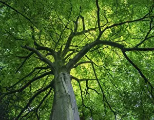 Uninhabited Forest Scenery Imprime: View into the canopy of a leafy deciduous tree