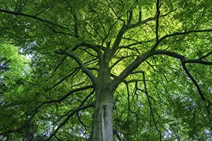 Uninhabited Nature Scenery Imprime: View into the canopy of a leafy deciduous tree