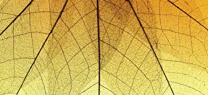 Deserted Lake Landscape Photography Imprime: Top view colored transparent leaf texture