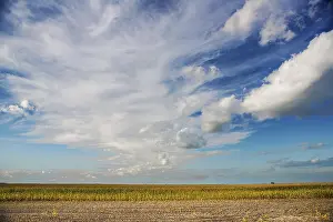 Rural Countryside Scene Imprime: View on corn field
