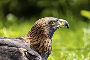 Bird Of Prey Imprime: Side view of an eagle against a green background