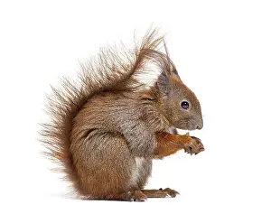 Single Colored Background Picture Imprime: Side view of a Eurasian red squirrel looking at the camera