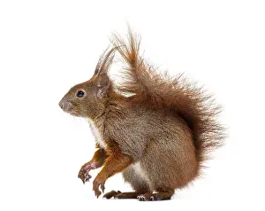 Isolated Animal On White Background Imprime: Side view of a Eurasian red squirrel looking at the camera