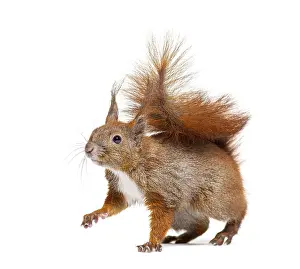Looking At The Camera Photo Imprime: Side view of a Eurasian red squirrel looking at the camera