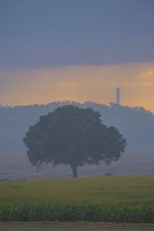 Evening Light On Farmland Imprime: View across fields to a single tree in the evening light during rain