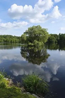 Lake Reflection Photography Imprime: View over a forest lake, reflection