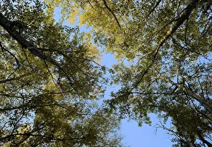 Deciduous Tree View Imprime: View from the bottom up in a forest of silver poplars