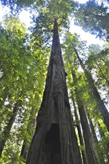 Sequoia Sempervirens Imprime: View from below of an imposing