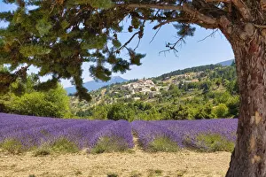 Lavender Fields In Provence Imprime: View over lavender fields on Aurel
