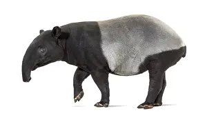 Wild Animal Profile Imprime: Side view of a Malayan tapir walking
