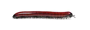 White Background Animal Image Imprime: Side view of a Millipede crawling