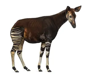 Striped Wild Animal Imprime: Side view of an Okapi standing