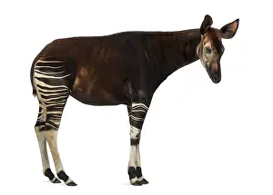 Impresiones de Vista lateral de un okapi en pie, Okapia johnstoni, aislado sobre blanco Johnstoni Imprime: Vista lateral de un okapi en pie.