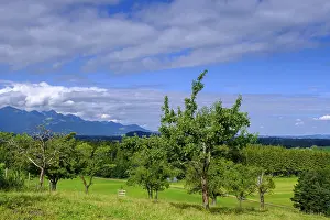 Deciduous Tree Plantation Imprime: View over orchards on Schellenberg