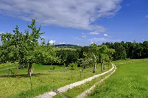 Deciduous Tree Plantation Imprime: View over orchards on Schellenberg