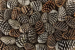 Snowy Coniferous Tree Landscape Imprime: Top view pine cones