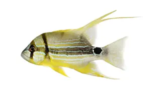 Impresiones de Vista lateral de un Pargo con aleta vela, Symphorichthys spilurus, aislado sobre blanco Pargo Imprime: Vista lateral de un Pargo con aleta de vela.