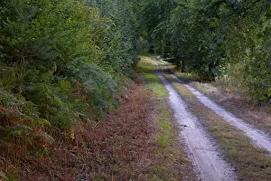 Deserted Forest Path Imprime: View along a sandy forest path