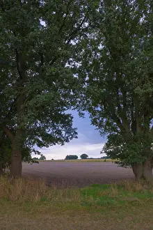 Agricultural Fields Europe Imprime: View through two trees onto fields and the sky