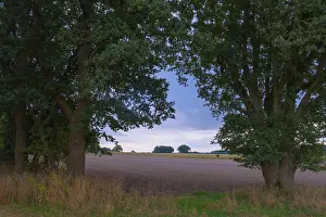 Northern Germany Countryside Scene Imprime: View through two trees onto fields and the sky