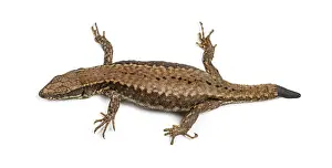 Isolated Wild Animal Image Imprime: Top view of a Wall lizard with its tail cut