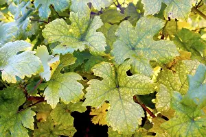 Autumn Colorful Leaves Imprime: Vine leafs
