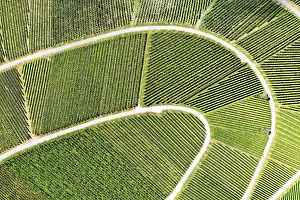 Drone Photography Vineyards Imprime: Vineyard from above