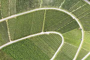 View From Above Vineyard Imprime: Vineyard from above