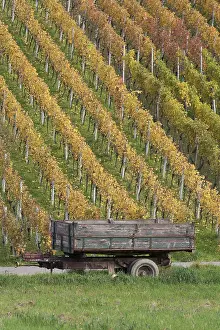 Red Grapes Imprime: vineyard
