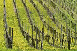 Central European Countryside Imprime: Vineyard in spring