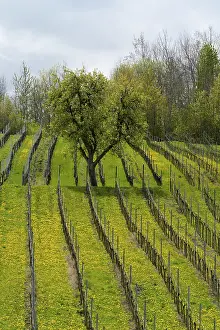 Vineyard In Spring Imprime: Vineyard in spring