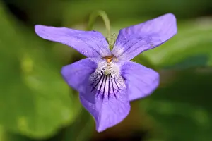 Botany Plant Life Imprime: Viola