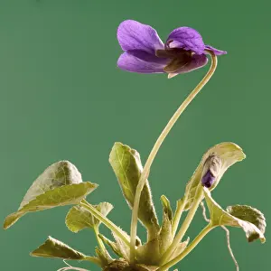 Violet Blooms Imprime: Violet