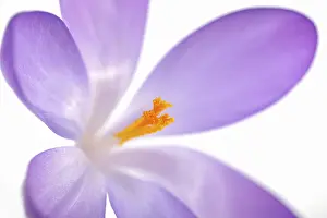 Crocus Inflorescence Imprime: Violet Crocus (Crocus), detail