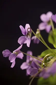 Spring Flower Macro Imprime: Violets