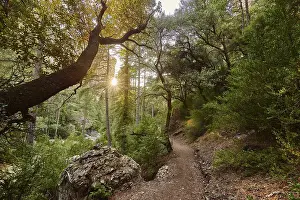 Deserted Forest Path Imprime: Walking path through the forest
